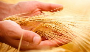 Μαλακό Σιτάρι