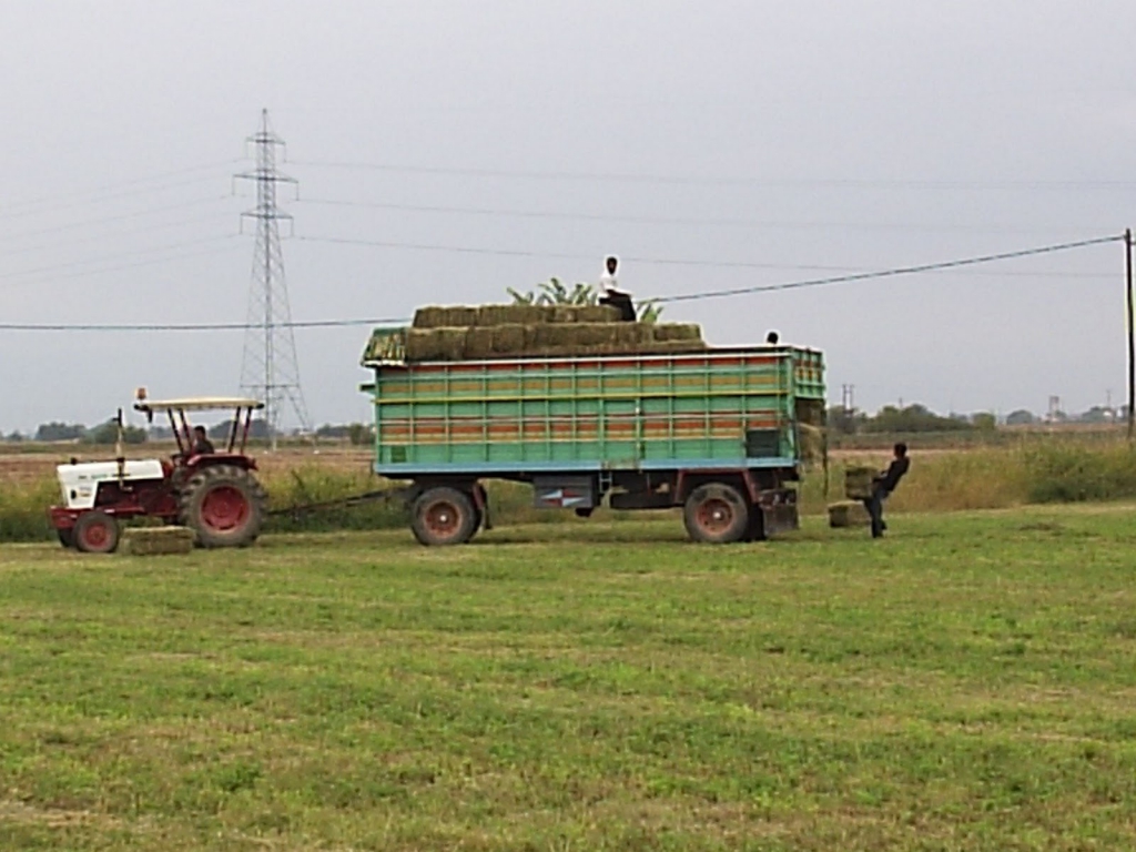 Συγκομιδή τριφυλλιού